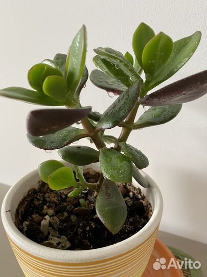 Крассула толстянка