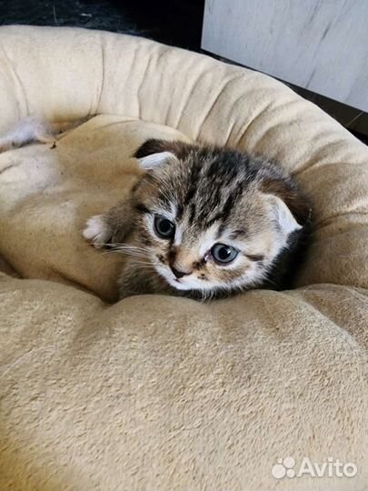 Шотландские котята