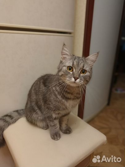 Отдадим котят