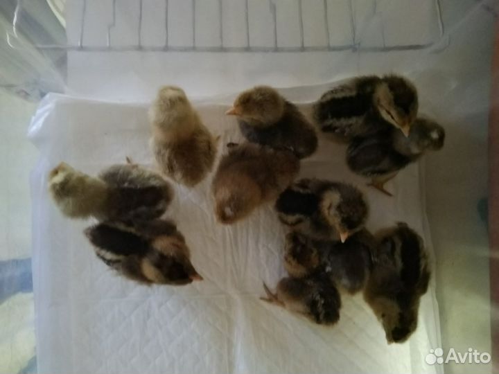 Инкубационное яйцо Билефельдер