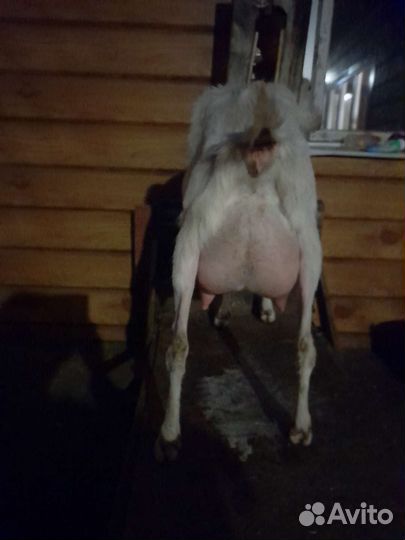 Козы ламанчи