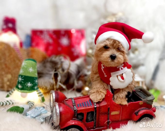 Капучино мальтипу мальчик