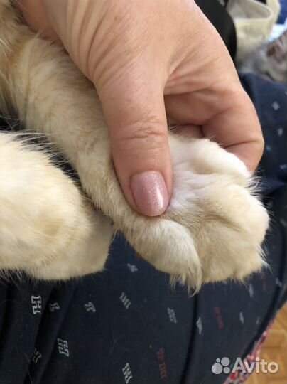 Вязка мейн- куна