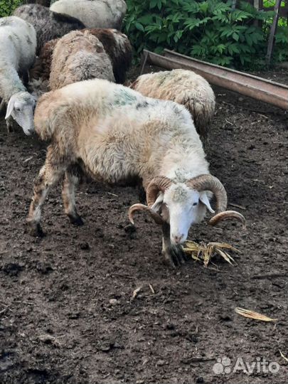 Овцы бараны