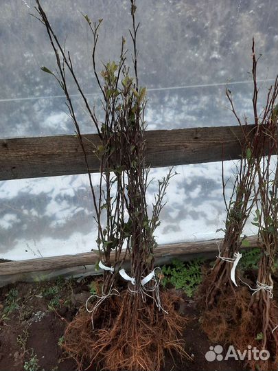 Саженцы плодовых деревьев