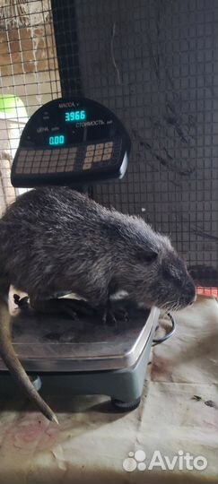 Нутрии на племя