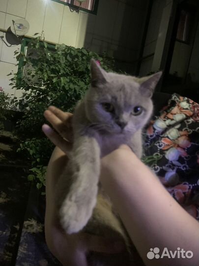 Кошка в дар бесплатно