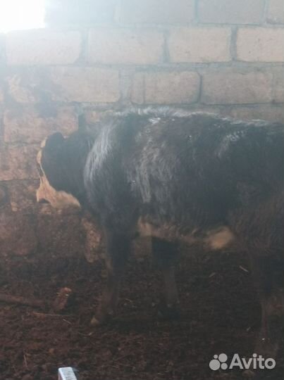 Бычки подсос