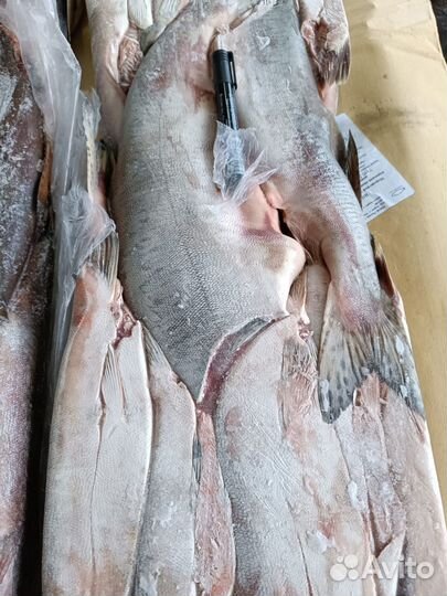 Рыба Кета Сахалинская, морская, дикая