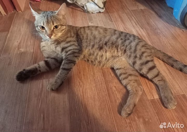 Кот даром