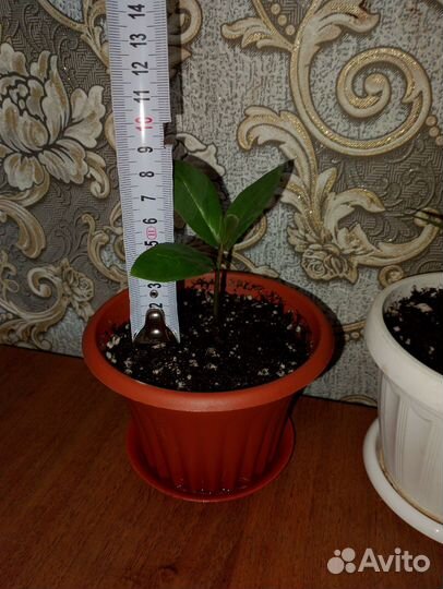 Замиокулькас