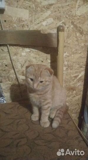 Вислоухий котик