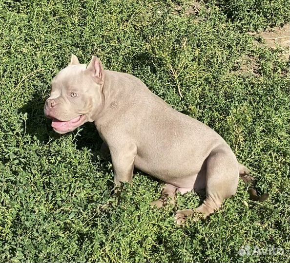 Американский булли - лиловые кобели покет