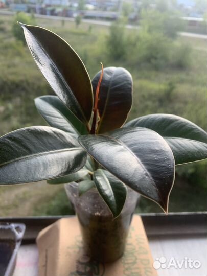 Фикус бенджамина кинки