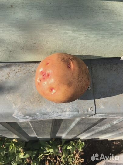 Продам картофель