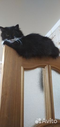Кошечка Ксюша
