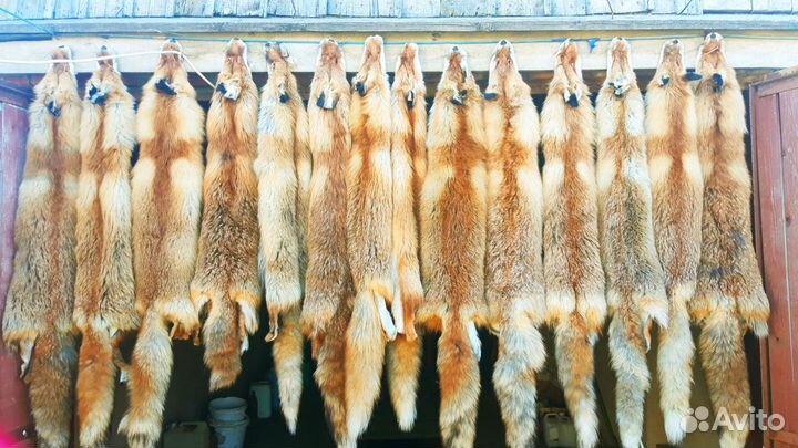 Шкурки выделанные (лиса, куница, сурок, енот)