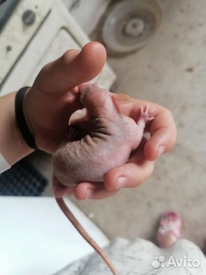 Лысые крысы сфинкс