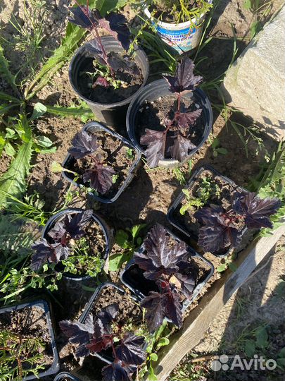 Пузыреплодник