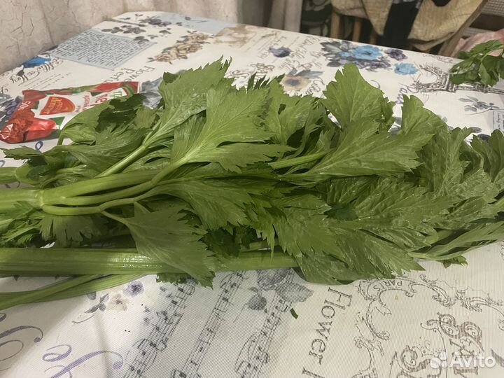 Сельдерей листовой