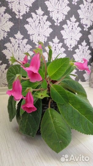 Тидея семена