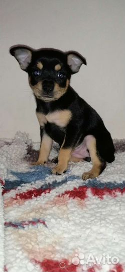 Той-терьер щенки