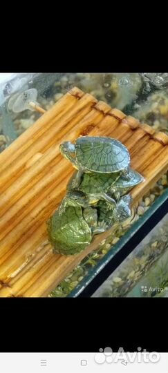 Красноухая черепаха, корм