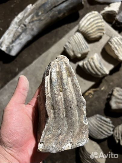 Зубы мамонта