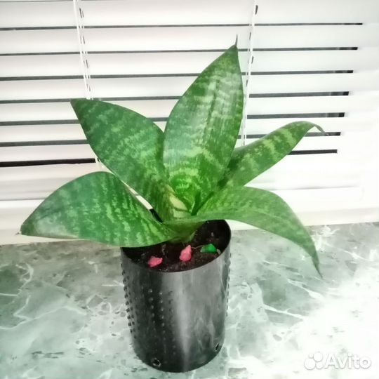 Сансевиерия