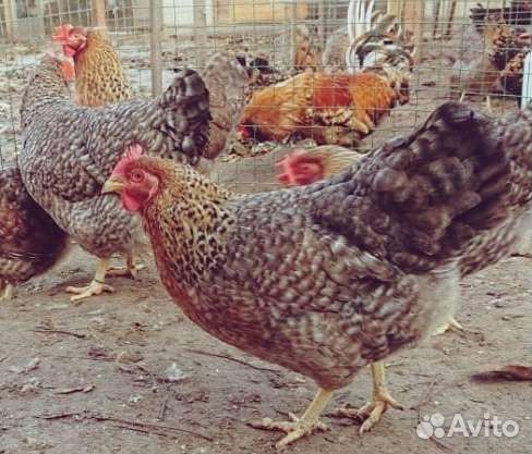 Инкубационное яйцо кур породы Билефельдер