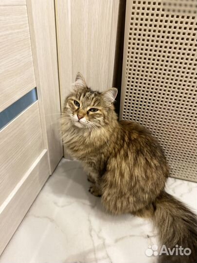 Кошки в добрые руки