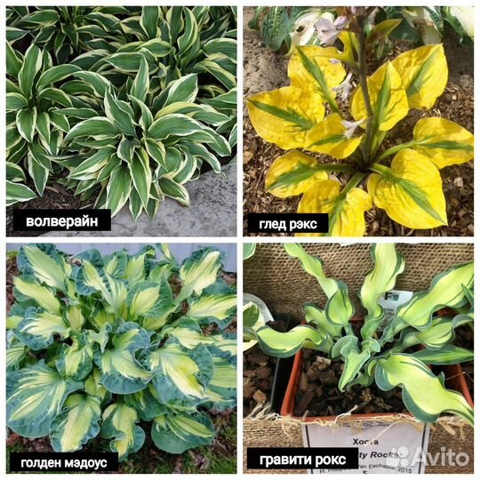 Хоста растение