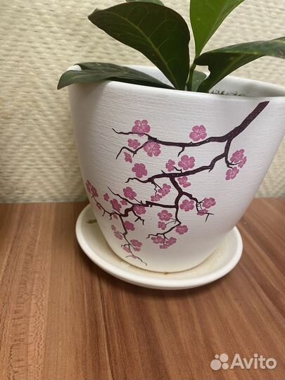 Комнатные цветы с горшками