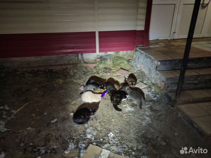 Коты и кошки