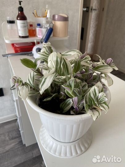 Традесканция