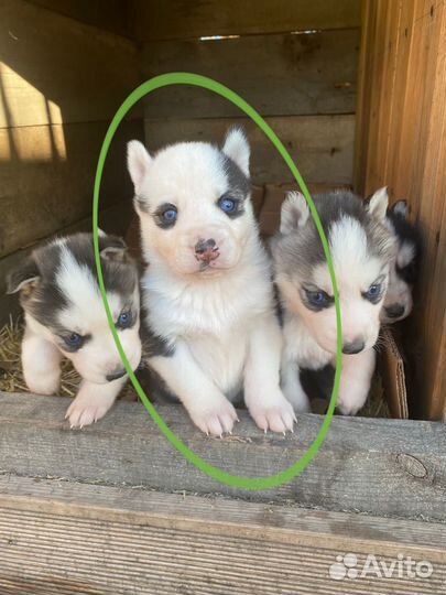 Щенки сибирской хаски