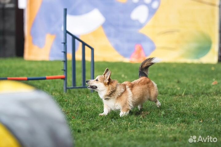 Собака для фотосессии