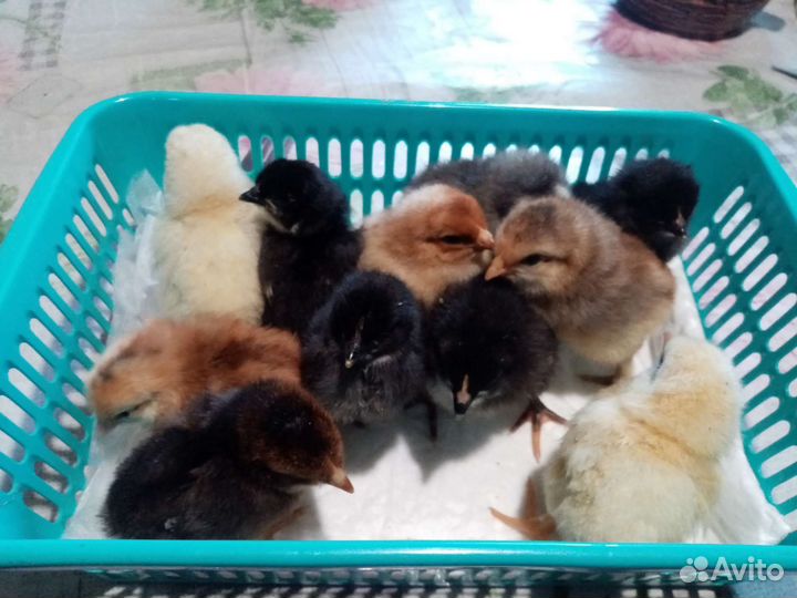Цыплята