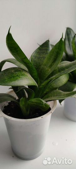Комнатные цветы Сансевиерия ханни
