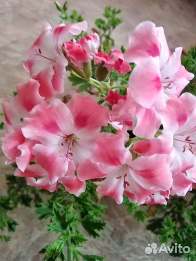 Пеларгония герань