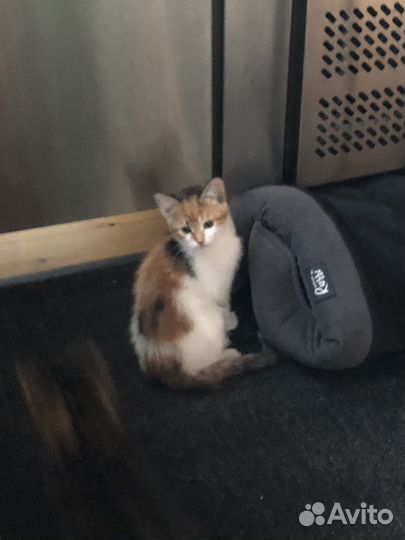Кошка