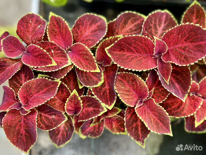 Колеусы сортовые рассада, koleos, крапивка