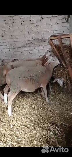 Катумские ягнята, ярки, бараны