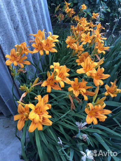 Продаю многолетние цветы/кусты