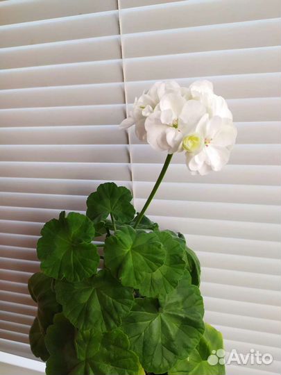 Пеларгония белая