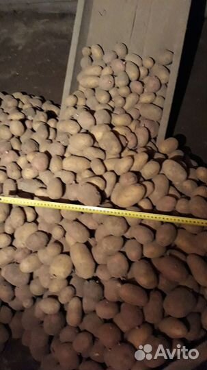 Картофель сортовой крупный