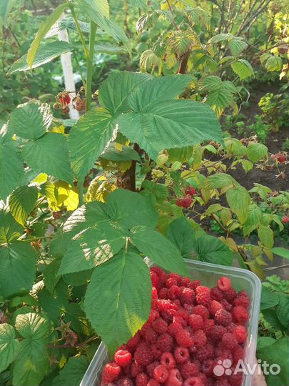 Малина замороженная