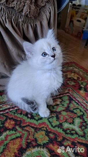 Отдам котят в добрые руки