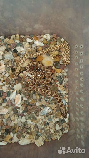 Калифорнийская королевская змея, свиноносая змея