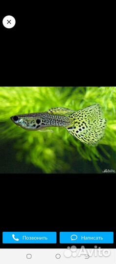 Аквариумные рыбки гуппи